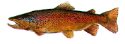 fisch_2.gif (6026 Byte)