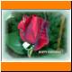 GT_04_Rose_1.JPG