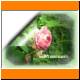 GT_06_Rose_rosa.JPG