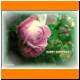 GT_07_Rose_rosarot.JPG