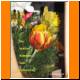 GT_08_Tulpe_und_Maerzenbecher.JPG