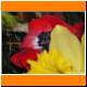 GT_09_Ziermohn_1.JPG