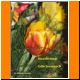 GL_02_Tulpe_1.JPG
