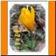 SO_04_gelber_Krokus_Anmut.JPG