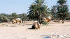 Kamele in Mellita