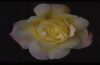 Rose gelb