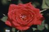 Rote Zwergrose