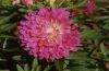 Aster20_75.jpg