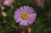 Aster22_16.jpg