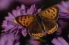 Herbstaster mit Falter