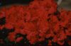 Rote Azalee