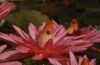 Blumerosa20_57.jpg