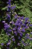 Glockenblume19_07.jpg