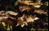 Ahorn im Herbst
