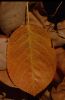 Herbstblatt Vogerbeerbaum