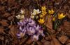 Frühlingsboten Krokusse im eigenen Garten