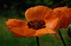 Roter Mohn