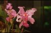 Orchidee.jpg