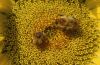 Sonenblume mit Bienen
