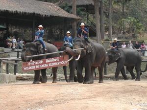 Maesa Elephant Camp
