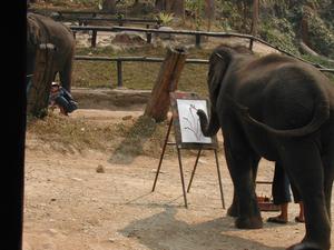 Maesa Elephant Camp
