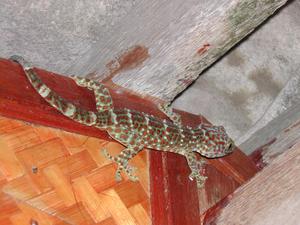 unser Gecko

