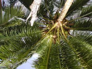 Kokospalme von unten
