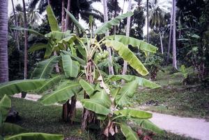Bananenbaum
