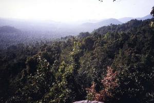 Aussichtspunkt �ber dem Regenwald
